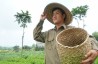【越南茶叶】黎山海為太原茶產品打開新的發展方向