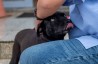 Liên tiếp vụ việc chó bị đánh bả tại Tân Ốc, Chính phủ toàn lực điều tra